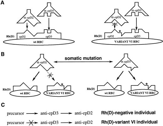 Fig. 10. Conventional (A) and proposed (B) models for Rh(D) antigen/antibody binding. Note that the predicted combining sites and genetic relationships between antibodies differ between the two models. (C) If antibodies directed at different Rh(D) epitopes are clonally related, then the expressed repertoire will differ between Rh(D)-negative and partial Rh(D) individuals (see text for discussion).