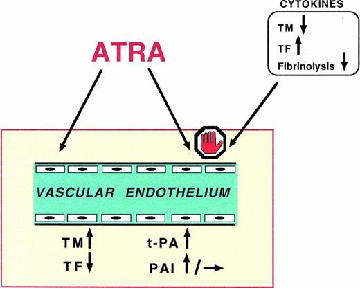 Fig. 3. Schematics of the principal effects of ATRA on the vascular endothelium. (1) ATRA induces the expression of endothelial cells (EC) TM, the membrane receptor that binds and inactivates thrombin; the TM/thrombin complex activates the protein C/protein S system, a potent anticoagulant mechanism; (2) ATRA prevents the expression of TF, the tissue procoagulant exposed by EC upon appropriate stimuli; (3) ATRA induces the EC production of t-PA and, to minor extent, of PAI-1, favoring the fibrinolytic response of the endothelium; (4) finally, ATRA counteracts the prothrombotic effects of cytokines, ie, IL-1β and TNF-α, on EC.
