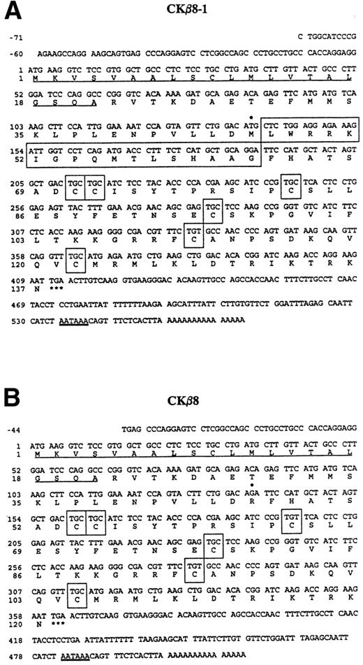 Fig. 1. Nucleotide sequence of cDNAs encoding CKβ8-1 and CKβ8 and the deduced amino acid sequence. The nucleotide sequence of the message strand is numbered in the 5′ to 3′ direction. The 5′ UTR sequence is indicated by negative numbers. The predicted amino acid sequence is shown below the nucleotide sequence. Underlined are the putative signal peptides. The stop codons are indicated by a star (*). The six cysteine residues are depicted in boxes. These sequences have been deposited in the GenBank data base (Accession No. U58913 andU67128 for CKβ8-1 and CKβ8, respectively). (A) The CKβ8-1 cDNA sequence is shown. Seventeen amino acids (Leu47 to Gly63) created by alternative splicing are represented by a large box. In addition, Met46 is denoted by a filled circle (•) that was converted to Arg46 in CKβ8 due to the alternative splicing. (B) The CKβ8 cDNA sequence is shown. Depicted by a filled circle (•) is Arg46, which was derived fro m Met46 of CKβ8-1.