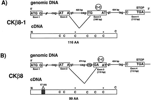 Fig. 2. CKβ8 is an alternative splicing form of CKβ8-1. (A) Two BAC clones (110-F-6 and 125-F-14) representing the CKβ8-1 gene were isolated and further analyzed for determination of exon and intron organization of the gene. A 3.0-kb Hind III fragment was isolated from 110F-6 and the entire nucleotide sequence covering a portion of exons 2, 3, and 4 and introns 2 and 3 was determined. A 1.3-kb HindIII fragment was also isolated from 125-F-14 and the entire nucleotide sequence was determined. This sequence included portions of exon 2 and intron 1. Two independent cDNA clones representing CKβ8-1 and CKβ8 were isolated from THP.1 cDNA library. Their sequences were determined. Exons are shown in boxes. The putative splicing donor (gt) or acceptor (cag or tag) consensus sequences are also shown. The Cys-Cys motifs are represented in circles in exon 3, whereas the extra two cysteines are denoted by stars (*) in cDNAs. (B) Alternative splicing deleted 57 bp from exon 3 in CKβ8-1 in such a way that CKβ8 was formed. A 17–amino acid deletion point is indicated in CKβ8 cDNA.
