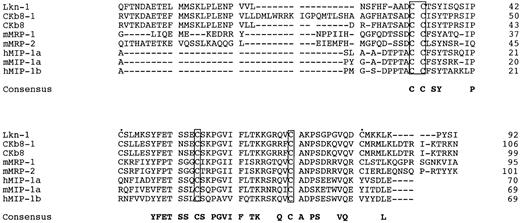 Fig. 3. Alignment of CKβ8-1 and CKβ with Lkn-1, mMRPs, MIP-1α, and MIP-1β. The putative signal peptide sequence is not shown. Shown in boxes are four conserved cysteine residues, whereas two extra cysteines conserved in MRP families are indicated by filled circles (•). Gaps were introduced for optimum alignment.