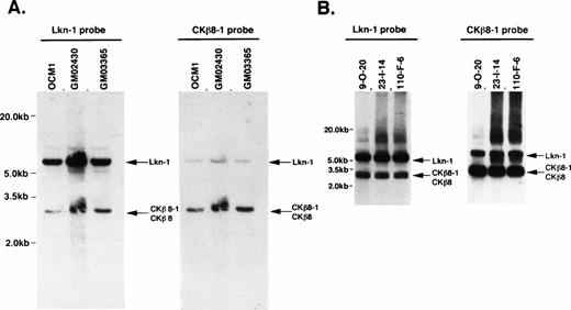 Fig. 4. Chromosomal localization of the CKβ8-1/CKβ8 gene. (A) Genomic Southern blots revealed that the genes encoding Lkn-1 and CKβ8-1/CKβ8 are single copy, but related genes. Twenty micrograms of genomic DNA prepared from a melanoma cell line (OCM1) and two B-cell lymphoma cell lines (GM02430 and GM03365) were digested withHindIII and were transferred to a nylon filter membrane. The Lkn-1 or CKβ8-1 probe was hybridized to the membrane, which was finally washed with 2 × SSC at 65°C for 30 minutes. Indicated by arrows are the genes encoding Lkn-1 and CKβ8-1/CKβ8. (B) The genes encoding Lkn-1 and CKβ8-1/CKβ8 are located at the same chromosome. Three BAC clones (9-0-20, 23-1-14, 110-F-8) were isolated and 1 μg of each DNA was digested with HindIII. Southern blot was performed as described above.