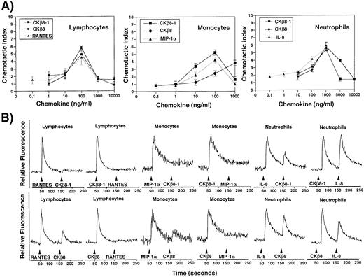 Fig. 7. (A) Chemotactic activities of the recombinant CKβ8-1 and CKβ8. Lymphocytes, monocytes, and neutrophils were isolated from human peripheral blood buffy coat. Chemotaxis assays were performed using a Boyden chamber kit (Neuro Probe) with varying concentrations of CKβ8-1 and CKβ8. Microscopic observation at 100 × was used for counting each cell type. Three independent regions were selected and cell numbers were counted. The chemotactic index was driven by the following formula: (the number of cells chemoattracted by each concentration of CKβ8-1 or CKβ8)/(the number of cells chemoattracted by medium alone). (B) Each leukocyte population was isolated and examined for its response to CKβ8-1 and CKβ8, along with RANTES and MIP-1α. Two million cells were loaded with fura-2AM (Molecular Probes, Inc, Eugene, OR), stimulated with 25 nmol/L each chemokine, and used for Ca2+ flux assay.