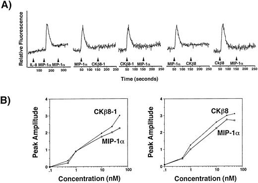 Fig. 8. (A) CCR1 is a receptor for CKβ8-1 and CKβ8. HOS cells (2 × 107) expressing CCR1 were loaded with fura-2AM at 5 μmol/L for 30 minutes and washed. Cells (2 × 106) in 2 mL were used for Ca2+ flux assay. For this assay, 25 nmol/L of each chemokine was used. CCR1 expressing HOS cells were treated with 25 nmol/L of IL-8, MIP-1α, and MIP-1α, successively. Their Ca2+ response was measured. For desensitization experiments, the HOS cells were treated with 25 nmol/L of MIP-1α and CKβ8-1 or CKβ8-1 and MIP-1α, or were treated with 25 nmol/L of MIP-1α and CKβ8 or CKβ8 and MIP-1α. (B) Potency of Ca2+ flux. Fura-2AM-loaded CCR1-HOS cells were stimulated with the indicated concentrations (0.1 to 50 nmol/L) of chemokines, and relative fluorescence was measured. The peak amplitude of Ca2+ response versus chemokine concentration was plotted in a semilog scale.