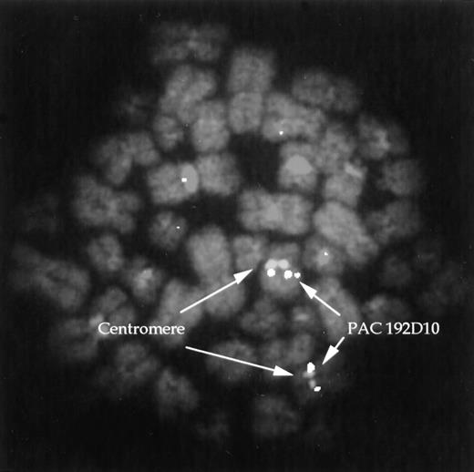 Fig. 2. FISH. PAC clone 192D10 was hybridized to normal lymphocyte metaphases along with a chromosome 8 centromere probe. Hybridization of the PAC is seen at 8q13.