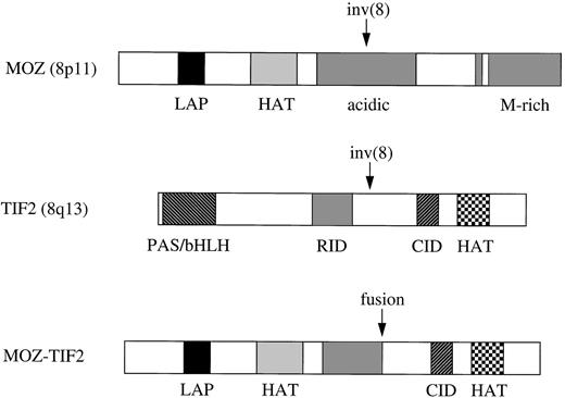 Fig. 4. Schematic representation of MOZ, TIF2, and MOZ-TIF2 fusion proteins. Domains are indicated as follows: LAP, leukemia-associated protein20; HAT, histone acetyltransferase; M-rich, methionine-rich; CID and RID, putative CBP and nuclear receptor interacting domains based on homology with SRC-1.29-30 The MOZ-TIF2 fusion retains the LAP finger and HAT homology domains of MOZ, along with the CID and HAT domains of TIF2.