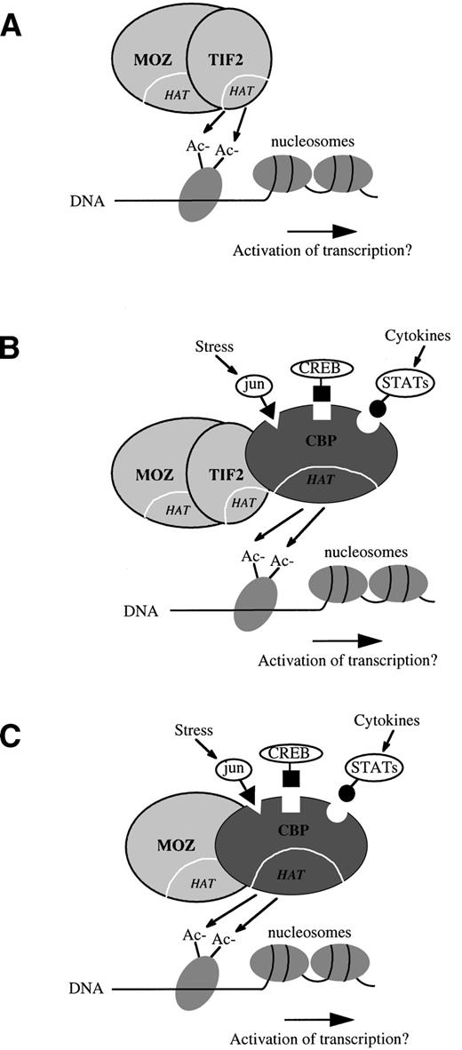 Fig. 5. Hypothetical models of the mode of action of the MOZ-TIF2 fusion protein. (A) TIF2 may directly modulate the transcriptional activity of genes normally regulated by MOZ through the addition or removal of histone acetyl (Ac−) groups by its histone acetyltransferase (HAT) domain. (B) The TIF2 moiety may serve as a bridge between MOZ and CBP, and it is the HAT or other activities of CBP that leads to leukemogenic alterations in gene expression. Chromatin-associated CBP may be responsive to other cellular signals such as those mediated by jun, CREB, or STAT proteins.22-24(C) The MOZ-CBP fusion in the t(8;16),7 which is associated with a strikingly similar leukemia cell phenotype to that seen in cases with the inv(8).