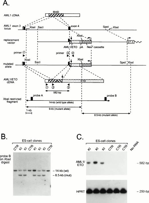Fig. 1. Generation of an AML1-ETO chimeric gene by homologous recombination. (A) Schematic of AML1 cDNA, partial murine AML1 genomic locus, and replacement vector containing a partial human AML1-ETO cDNA, polyadenylation signal (pA), and the positive selection neomycin resistance cassette (Neor) and negative selection diphtheria toxin-A cassette (DT-A). Arrows indicate the position of the AML1-ETO fusion and the transcriptional orientation of selection cassettes. The structure of the targeted allele and the chimeric AML1-ETO cDNA is shown, as are the primers used for RT-PCR amplification and detection of theAML1-ETO fusion transcript. Use of AML1 genomic probes A or B on Xba I–digested DNA allows resolution of wild-type and targeted alleles. (B) Southern analysis of control (CTR) and AML1-ETO knock-in (KI) ES cell clones. (C) RT-PCR analysis of CTR and KI ES cell clones. AML1-ETO mRNA was amplified using primers 1 and 2, and products were hybridized with the murine AML1-specific oligonucleotide 3. Amplification was also performed for HPRTmRNA as a control for the presence of amplifiable RNA.