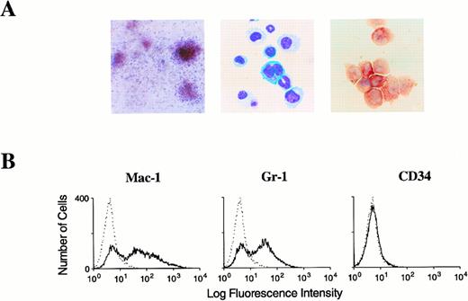 Fig. 5. Morphology and immunophenotype of AML1-ETO/+ hematopoietic cells. (A, left-to-right) Typical dysplastic multilineage AML1-ETO/+ colony from passage 16 with prominent hemaglobinization. Wright-Giemsa–stained cytocentrifuge preparation of this colony showing erythroid, monocytic, and megakaryocytic elements. Prominent alpha naphthyl butyrate cytochemical activity in a cluster of myeloid and monocytic cells from within this colony. (B) Flow cytometeric analysis of surface antigen expression in AML1-ETO/+ hematopoietic cells expanded in liquid cultures. Solid black line represents staining obtained with antibodies specific for the indicated hematopoietic antigen. Dashed line corresponds to the signal obtained with an isotype matched control antibody.