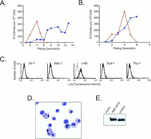 Fig. 6. The effects of AML1-ETO expression on bone marrow–derived hematopoietic progenitors. (A and B) Replating efficiencies in two independent experiments. The open circles with red line depict the results of cell infected with MSCVneo, whereas the solid squares with blue line represent the results from cell infected with MSCV/AML1-ETOneo. (C) Flow cytometric analysis of surface antigen expression on MSCV/AML1-ETOneo–infected hematopoietic progenitors derived from the 13th replating. These cells were carried in liquid cultures for 3 weeks before immunophenotypic analysis. The solid line represents the staining obtained with the antibody specific for the indicated antigen. The dashed line represents the signal obtained with an isotype matched control antibody. (D) Wright-Giemsa–stained cytocentrifuge preparation of cells obtained from the 13th replating. (E) Western blot analysis of cell lysates prepared from MSCV/AML1-ETOneo–infected hematopoietic cells using affinity purified antibodies raised against an AML1–N-terminal peptide.