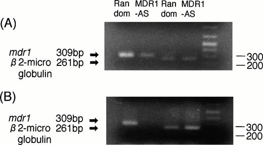 Fig. 3. (A) Expression of mdr1 mRNA in K562/ADM cells after random or MDR1-AS treatment (5 μmol/L) by RT-PCR analysis. The ratio of mdr1/β2-microglobulin in random- and MDR1-AS–treated groups by scanning densitometry were 5.26 and 1.89, respectively. (B) Expression of mdr1 mRNA of cells from pooled colonies produced by K562/ADM cells treated with random or MDR1-AS oligonucleotide (5 μmol/L) by RT-PCR analysis. The ratio ofmdr1/β2-microglobulin in random- and MDR1-AS–treated groups by scanning densitometry were 1.94 and 0.49, respectively.