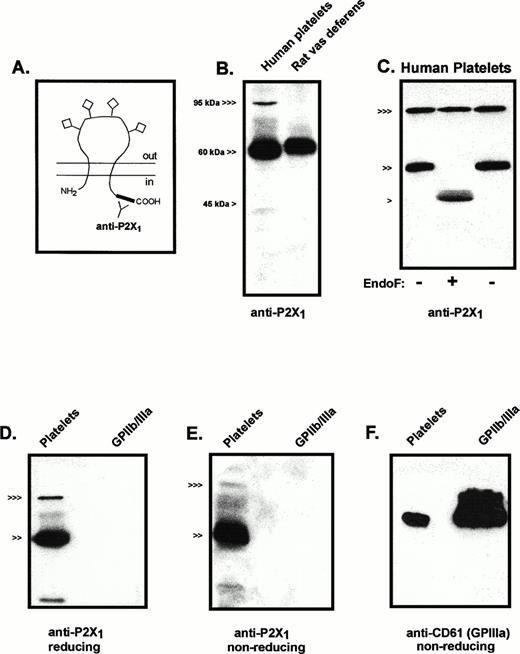 Fig. 1. Immunologic characterization of P2X1 receptor expression and processing in human platelets. (A) The predicted membrane topography of the P2X1 receptor showing the extracellular glycosylation sites (◊) and the C-terminal tail location of the antigenic sites recognized by the anti-P2X1antiserum. (B) Anti-P2X1 receptor immunoblot of human platelet membranes (15 μg protein) versus rat vas deferens membranes (1 μg). (<<<, 95 kD; <<, 60 kD; < 45 kD). (C) Deglycosylation of P2X1R protein expressed in platelets. Parallel aliquots of platelet membranes were directly processed for electrophoresis (right lane, −) or were denatured in 1% SDS and then incubated in the absence (left lane, −) or presence (middle lane, +) of endoglycosidase-F, as described under Materials and Methods. Twenty-five micrograms of protein was loaded in each lane. (<<<, 95 kD; <<, 60 kD; < 45 kD). (D) Comparative anti-P2X1 receptor immunoblot of platelet membranes (30 μg) versus purified GPIIb/IIIa (400 ng) that were processed under reducing conditions. (<<<, 95 kD; <<, 60 kD). (E) Comparative anti-P2X1 receptor immunoblot of platelet membranes (30 μg) versus purified GPIIb/IIIa (400 ng) that were processed under nonreducing conditions. (<<<, 95 kD; <<, 60 kD). (F) Comparative anti-CD61 immunoblot of the same platelet membrane (30 μg) and GPIIb/IIIa (400 ng) samples used in (E) (nonreducing conditions).