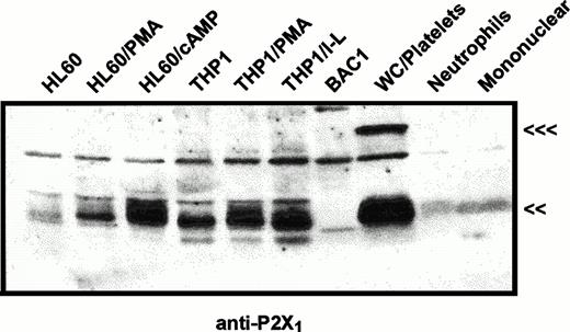 Fig. 2. Immunological characterization of P2X1receptor expression in myeloid cell lines versus human blood cells. HL60 cells or THP1 cells were untreated or were treated with 100 nmol/L PMA (HL-60 PMA or THP1 PMA), 0.5 mmol/L dibutyryl cAMP (HL-60 cAMP), or 1,000 U/mL IFN-γ plus 100 ng/mL LPS (THP1 I-L) as described under Materials and Methods. BAC1.2F5 murine macrophages (BAC1) were cultured without differentiating agents. Total cell membranes were isolated from these cell lines and from human peripheral blood cell fractions including total WBCs plus platelets (WC/platelets), neutrophils, and mononuclear leukocytes. Equal amounts of membrane protein (25 μg) were loaded in each lane and probed using the P2X1R antiserum (<<<, 95 kD; <<, 60 kD). The cross-reactive band at about 75 kD is a serum-derived contaminant, the intensity of which can be reduced by repeated washing of cells before lysis. Similar patterns of P2X1 receptor expression were observed in four other experiments.