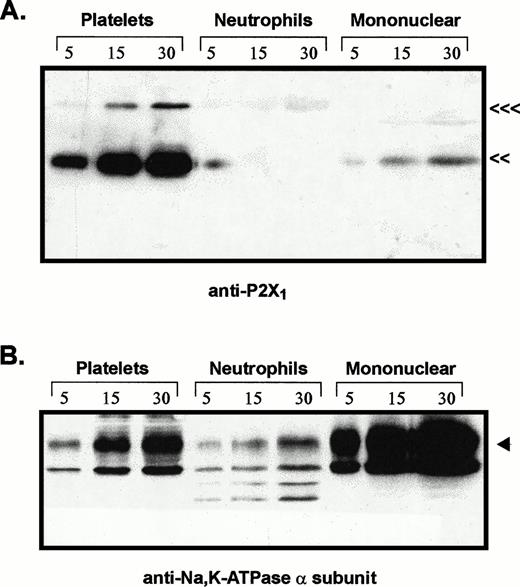Fig. 3. Comparative levels of P2X1 receptor protein and Na+,K+-ATPase α subunit in membranes from platelets, neutrophils, and mononuclear leukocytes. Adjacent lanes were loaded with 5, 15, or 30 μg of total membrane protein isolated from the indicated blood cell types (platelets, neutrophils, mononuclear). (A) The immunoblot initially probed with P2X1receptor antiserum (<<<, 95 kD; <<, 60 kD). (B) The same blot stripped and reprobed with MoAb 9A7 against the α subunit of the Na+,K+-ATPase. (◂), 110 kD α subunit.