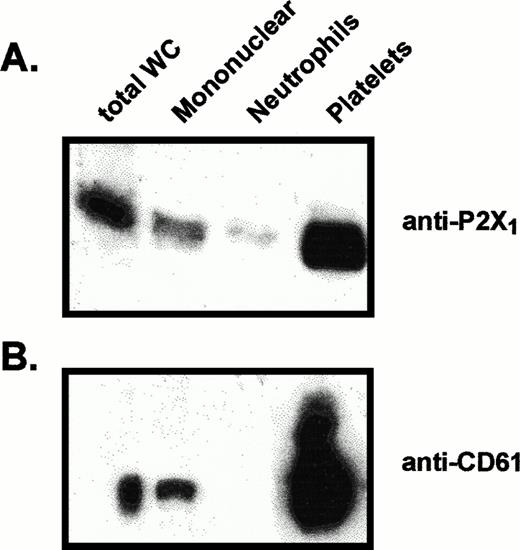 Fig. 4. Comparative levels of P2X1 receptor protein and CD61 protein in membranes from different blood cell fractions. Lanes were loaded with 25 μg of total membrane protein from (left to right): total blood leukocytes (total WC), mononuclear leukocytes, neutrophils, platelets. (A) Anti-P2X1 receptor immunoblot of membrane proteins prepared for electrophoresis under standard reducing conditions. (B) Anti-CD61 immunoblot of samples from the same membrane preparations processed under nonreducing conditions.