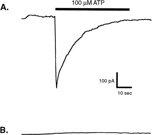 Fig. 6. Membrane currents evoked by ATP in whole-cell patch-clamp recordings from human blood monocytes versus HEK cells expressing recombinant P2X1 receptors. Individual human monocytes or HEK cells expressing recombinant rat P2X1receptors (HEK-P2X1 cells) were patch-clamped as described under Materials and Methods. The membrane potential was held at −40 mV, while the cell was stimulated for indicated time with 100 μmol/L ATP. (A) Representative current record from an HEK–P2X1 cell. Similar responses were observed in four of eight patch-clamped HEK–P2X1 cells. Since this stably transfected cell line was not generated from a single cloned cell, the magnitude of P2X1 receptor expression and function varies considerably between individual cells. (B) Representative current record from a human monocyte. A similar absence of ATP-induced response was observed in nine other patch-clamped monocytes.