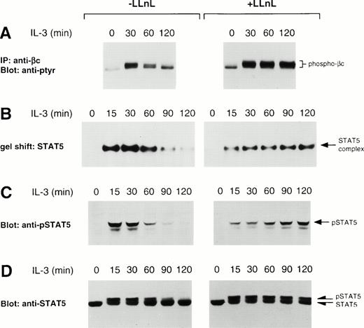 Fig. 1. LLnL stabilizes tyrosine phosphorylation of βc and STAT5. IL-3–depleted Ba/F3 cells were treated with or without LLnL for 3 hours as indicated, then stimulated with IL-3 for 0 to 2 hours. (A) βc immune complexes (5 × 107 cells) were separated by SDS-PAGE (7% gel), transferred, and immunoblotted with RC20 (anti-ptyr) antibody. (B) Nuclear extracts from a separate experiment were prepared and the binding to 32P-labeled oligonucleotide STAT5 probe determined. (C) The same extracts as in B (75 μg) were separated by SDS-PAGE (7.5% gel), transferred, and immunoblotted with a specific anti-phosphotyrosine-STAT5 antisera. (D) NP-40 extracts (50 μg) from a similar experiment were separated by SDS-PAGE (6% gel), transferred, and immunoblotted with anti-STAT5b antibody. In panels A through D, the position of relevant bands are indicated.