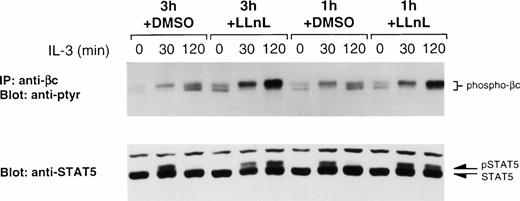 Fig. 2. Stable tyrosine phosphorylation of βc and STAT5 requires only a short treatment with LLnL. IL-3–depleted Ba/F3 cells were treated with LLnL or carrier (DMSO) for 1 or 3 hours as indicated, then stimulated with IL-3 for 0 to 2 hours. βc immune complexes (107 cells) were separated by SDS-PAGE (7% gel), transferred, and immunoblotted with RC20 antibody. Whole-cell extracts were also prepared by lysis in 0.1% SDS and 25-μg samples were separated by SDS-PAGE (6% gel), transferred, and immunoblotted with anti-STAT5b antibody. The position of phospho-βc, pSTAT5, and nonphosphorylated STAT5 is indicated.