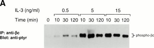 Fig. 3. The effect of LLnL on surface biotinylation of βc. (A) Ba/F3 cells were depleted of IL-3 for 12 hours then stimulated with IL-3 (0.5 to 15 ng/mL) for 0 to 2 hours as indicated. βc immune complexes (107 cells) were separated by SDS-PAGE (7% gel), transferred, and immunoblotted with RC20 antibody. (B) IL-3–depleted Ba/F3 cells were treated with LLnL or carrier for 1 hour and stimulated with IL-3 for 0 to 2 hours before cell-surface biotinylation was performed. βc immune complexes (5 × 107 cells) were separated by SDS-PAGE (7% gel), transferred, and immunoblotted with RC20 antibody. After stripping, the membrane was reblotted with streptavidin:HRP. The position of phospho-βc and biotinylated-βc is indicated.
