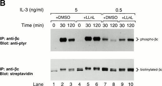 Fig. 3. The effect of LLnL on surface biotinylation of βc. (A) Ba/F3 cells were depleted of IL-3 for 12 hours then stimulated with IL-3 (0.5 to 15 ng/mL) for 0 to 2 hours as indicated. βc immune complexes (107 cells) were separated by SDS-PAGE (7% gel), transferred, and immunoblotted with RC20 antibody. (B) IL-3–depleted Ba/F3 cells were treated with LLnL or carrier for 1 hour and stimulated with IL-3 for 0 to 2 hours before cell-surface biotinylation was performed. βc immune complexes (5 × 107 cells) were separated by SDS-PAGE (7% gel), transferred, and immunoblotted with RC20 antibody. After stripping, the membrane was reblotted with streptavidin:HRP. The position of phospho-βc and biotinylated-βc is indicated.
