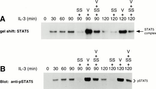 Fig. 4. Staurosporine prevents LLnL-induced stabilization of STAT5 and βc phosphorylation. IL-3–depleted Ba/F3 cells were treated with LLnL for 3 hours then stimulated with IL-3 for 0 to 2 hours. (A) After 30 and 60 minutes stimulation, staurosporine and vanadate were added as indicated and the incubation continued for a further 60 minutes. Nuclear extracts were prepared and the binding to32P-labeled oligonucleotide STAT5 probe determined. (B) Nuclear extracts from A (25 μg) were separated by SDS-PAGE (6% gel), transferred, and immunoblotted with antiphosphotyrosine-STAT5 antibody. (C) In a separate experiment, after 30 and 60 minutes stimulation, staurosporine was added and the incubation continued for a further 60 minutes. βc immune complexes (107 cells) were separated by SDS-PAGE (7% gel), transferred, and immunoblotted with RC20 antibody. Whole-cell extracts were also prepared by lysis in 0.1% SDS and 50 μg samples were separated by SDS-PAGE (6% gel), transferred, and immunoblotted with anti-STAT5b antibody. In panels A through C, the position of relevant bands are indicated.
