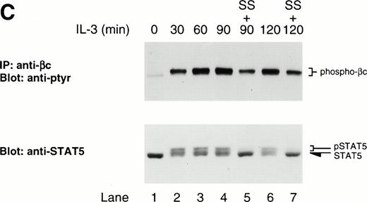Fig. 4. Staurosporine prevents LLnL-induced stabilization of STAT5 and βc phosphorylation. IL-3–depleted Ba/F3 cells were treated with LLnL for 3 hours then stimulated with IL-3 for 0 to 2 hours. (A) After 30 and 60 minutes stimulation, staurosporine and vanadate were added as indicated and the incubation continued for a further 60 minutes. Nuclear extracts were prepared and the binding to32P-labeled oligonucleotide STAT5 probe determined. (B) Nuclear extracts from A (25 μg) were separated by SDS-PAGE (6% gel), transferred, and immunoblotted with antiphosphotyrosine-STAT5 antibody. (C) In a separate experiment, after 30 and 60 minutes stimulation, staurosporine was added and the incubation continued for a further 60 minutes. βc immune complexes (107 cells) were separated by SDS-PAGE (7% gel), transferred, and immunoblotted with RC20 antibody. Whole-cell extracts were also prepared by lysis in 0.1% SDS and 50 μg samples were separated by SDS-PAGE (6% gel), transferred, and immunoblotted with anti-STAT5b antibody. In panels A through C, the position of relevant bands are indicated.