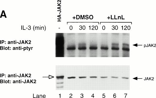 Fig. 5. LLnL stabilizes tyrosine phosphorylation of JAK2. IL-3–depleted Ba/F3 cells were treated with or without LLnL as indicated, and stimulated with IL-3 (1 ng/mL) for 0 to 2 hours. Extracts from 5 × 107 cells were immunoprecipitated with either anti-JAK2 (A) or anti-JAK1 (B) antibodies. JAK2 immune complexes were divided and electrophoresed on duplicate 7% SDS-PAGE gels, transferred, and immunoblotted with either anti-JAK2 or RC20 antibodies as indicated. JAK1 immune complexes were separated by SDS-PAGE (7% gel), transferred, and immunoblotted with RC20 antibody, stripped, and reblotted with anti-JAK1 antibody as indicated. The positions of JAK1, phosphorylated JAK1 (pJAK1), JAK2, and phosphorylated JAK2 (pJAK2) are indicated by solid arrows. The open arrow in A indicates the migration of hemagglutinin-tagged JAK2 (HA-JAK2) expressed in COS-7 cells.