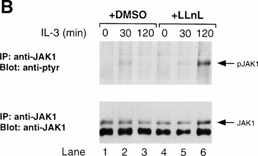 Fig. 5. LLnL stabilizes tyrosine phosphorylation of JAK2. IL-3–depleted Ba/F3 cells were treated with or without LLnL as indicated, and stimulated with IL-3 (1 ng/mL) for 0 to 2 hours. Extracts from 5 × 107 cells were immunoprecipitated with either anti-JAK2 (A) or anti-JAK1 (B) antibodies. JAK2 immune complexes were divided and electrophoresed on duplicate 7% SDS-PAGE gels, transferred, and immunoblotted with either anti-JAK2 or RC20 antibodies as indicated. JAK1 immune complexes were separated by SDS-PAGE (7% gel), transferred, and immunoblotted with RC20 antibody, stripped, and reblotted with anti-JAK1 antibody as indicated. The positions of JAK1, phosphorylated JAK1 (pJAK1), JAK2, and phosphorylated JAK2 (pJAK2) are indicated by solid arrows. The open arrow in A indicates the migration of hemagglutinin-tagged JAK2 (HA-JAK2) expressed in COS-7 cells.