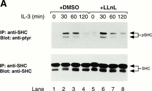 Fig. 6. LLnL stabilizes the phosphorylation of Shc and MAPK. IL-3–depleted Ba/F3 cells were treated with or without LLnL as indicated, and stimulated with IL-3 (1 ng/mL) for 0 to 2 hours. (A) Extracts from 107 cells were immunoprecipitated with an anti-Shc antibody and immune complexes were separated by SDS-PAGE (10% gel), transferred, and immunoblotted with RC20 antibody, stripped, and reblotted with anti-Shc antibody as indicated. (B) Whole-cell extracts from the same experiment were also prepared by lysis in 0.5% SDS and 50-μg samples were separated by SDS-PAGE (8% gel), transferred, and immunoblotted with phosphospecific MAPK antibody, stripped, and reblotted with MAPK antibody as indicated. The position of phosphorylated Shc (pShc), Shc, phosphorylated MAPK (pMAPK), and MAPK are indicated.