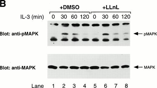 Fig. 6. LLnL stabilizes the phosphorylation of Shc and MAPK. IL-3–depleted Ba/F3 cells were treated with or without LLnL as indicated, and stimulated with IL-3 (1 ng/mL) for 0 to 2 hours. (A) Extracts from 107 cells were immunoprecipitated with an anti-Shc antibody and immune complexes were separated by SDS-PAGE (10% gel), transferred, and immunoblotted with RC20 antibody, stripped, and reblotted with anti-Shc antibody as indicated. (B) Whole-cell extracts from the same experiment were also prepared by lysis in 0.5% SDS and 50-μg samples were separated by SDS-PAGE (8% gel), transferred, and immunoblotted with phosphospecific MAPK antibody, stripped, and reblotted with MAPK antibody as indicated. The position of phosphorylated Shc (pShc), Shc, phosphorylated MAPK (pMAPK), and MAPK are indicated.