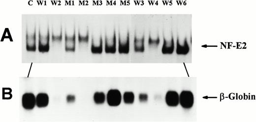 Fig. 3. Function of (Ser169 → Ala) mutant p45 in the p45-deficient MEL cell variant CB3. P45-deficient CB3 cells were stably transfected with expression vectors encoding either wild-type (W) or (Ser169 → Ala) mutant (M) p45 and single G418-resistant colonies were selected as described in Materials and Methods. Cells were cultured for 72 hours in 4 mmol/L HMBA. (A) EMSAs were performed with 10 μg of nuclear extract protein and 10 fmol of NF-E2 oligodNT as described in Fig 2. The amount of NF-E2/oligodNT complexes formed correlated closely with the amount of p45 detected on Western blots (not shown). (B) Northern blots prepared with 8 μg of total cytoplasmic RNA were probed with a β-globin cDNA probe as described in Materials and Methods. Equal loading of the RNA was confirmed by ethidium fluorescence of the ribosomal RNA bands (not shown). Several representative clones expressing variable amounts of wild-type (W1-W6) or (Ser169 → Ala) mutant p45 (M1-M5) are shown; control MEL cells expressing endogenous p45 (C) are shown in the first lane for comparison.