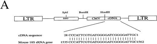 Fig. 1. Characterization of retroviral insertion. (A) Top shows structure of an integrated provirus containing a cDNA fragment in LNCX vector. LTR, long terminal repeat; neo, neomycin-resistant gene; CMV, cytomegalo viral promoter. Restriction enzymes that cut once in the genome are indicated. Bottom shows sequence comparison of cDNA fragment to mouse 18S rRNA gene. (B) Southern blot analysis. DNA was prepared from CCE ES cells (lanes 1) and EB-PE cells (lanes 2) and digested with BamHI, HindIII and BglII,BamHI and BglII, or Sph I. Digested DNA was run on an agarose gel and transferred to a nylon membrane and probed with either CMV promoter or neo.