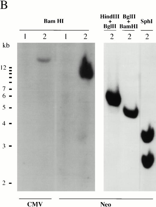 Fig. 1. Characterization of retroviral insertion. (A) Top shows structure of an integrated provirus containing a cDNA fragment in LNCX vector. LTR, long terminal repeat; neo, neomycin-resistant gene; CMV, cytomegalo viral promoter. Restriction enzymes that cut once in the genome are indicated. Bottom shows sequence comparison of cDNA fragment to mouse 18S rRNA gene. (B) Southern blot analysis. DNA was prepared from CCE ES cells (lanes 1) and EB-PE cells (lanes 2) and digested with BamHI, HindIII and BglII,BamHI and BglII, or Sph I. Digested DNA was run on an agarose gel and transferred to a nylon membrane and probed with either CMV promoter or neo.