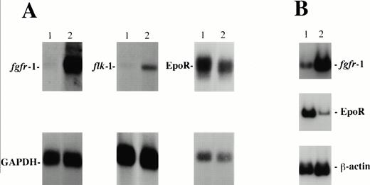 Fig. 7. Gene expression analysis. (A) Northern blot analysis. RNA was prepared from EB-PE cells grown with IGF-1, KL, and Epo (lanes 1) and with bFGF and Epo (lanes 2). After electrophoresis, RNA was transferred to a nylon membrane and hybridized with fgfr-1, flk-1, or EpoR probe. GAPDH is shown as a loading control. (B) RT-PCR analysis. RNA was prepared from EB-PE cells grown with IGF-1, KL, and Epo (lanes 1) or with bFGF and Epo (lanes 2), and subjected to RT-PCR. β-actin is shown as a control. The amplified DNA sizes are as follows: fgfr-1, 236 bp; EpoR, 452 bp; β-actin, 443 bp.
