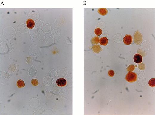 Fig. 5. Benzidine staining of EB-PE cells grown with different growth factors. (A) EB-PE cells grown with bFGF and Epo. (B) EB-PE cells grown with IGF-1, IL-3, IL-6, IL-11, KL, and Epo.