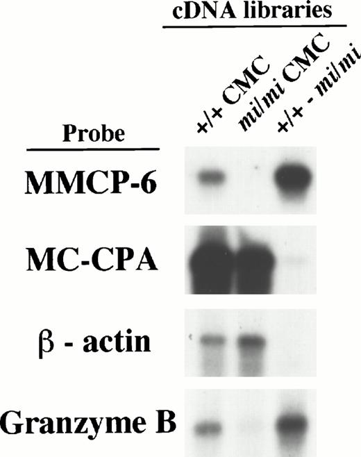 Fig. 1. Characterization of the subtracted cDNA library by Northern blot analysis. Sense RNAs were synthesized by the T7 RNA polymerase reaction using the Not I–digested plasmid DNA of the +/+ CMC, mi/mi CMC, and subtracted cDNA libraries as templates. Two micrograms of synthesized RNA was loaded per lane, electrophoresed, transferred, and fixed onto nylon membranes. Probes were prepared from the cDNAs for MMCP-6, MC-CPA, β-actin, or Gr B using the random hexamer labeling method.