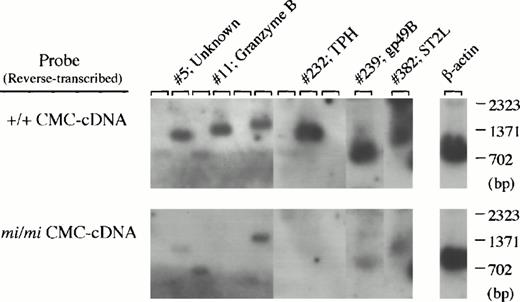 Fig. 2. Screening of +/+ CMC-specific clones by Southern blot analysis. After digestion with both Sma I and Not I to separate the cDNA insert, plasmid DNAs of 400 clones randomly selected from the subtracted cDNA library were electrophoresed in agarose gel and bound to nylon membranes. Duplicate membranes were hybridized with32P-labeled cDNAs synthesized from poly(A)+RNA of +/+ (upper) or mi/mi (lower) CMCs. In the rightmost lanes, an equal amount of the β-actin cDNA fragment was loaded as a control, and we graphically equalized the intensity of their bands for two filters to normalize the intensity of other sets of the bands. The clones which hybridized to a greater degree with +/+ CMC-cDNAs than with mi/mi CMC-cDNAs, such as clones no. 5, 11, 232, 239, and 382, were selected, and subjected to DNA sequencing and a computer-assisted homology search. The identity of these clones is also shown by the clone number.