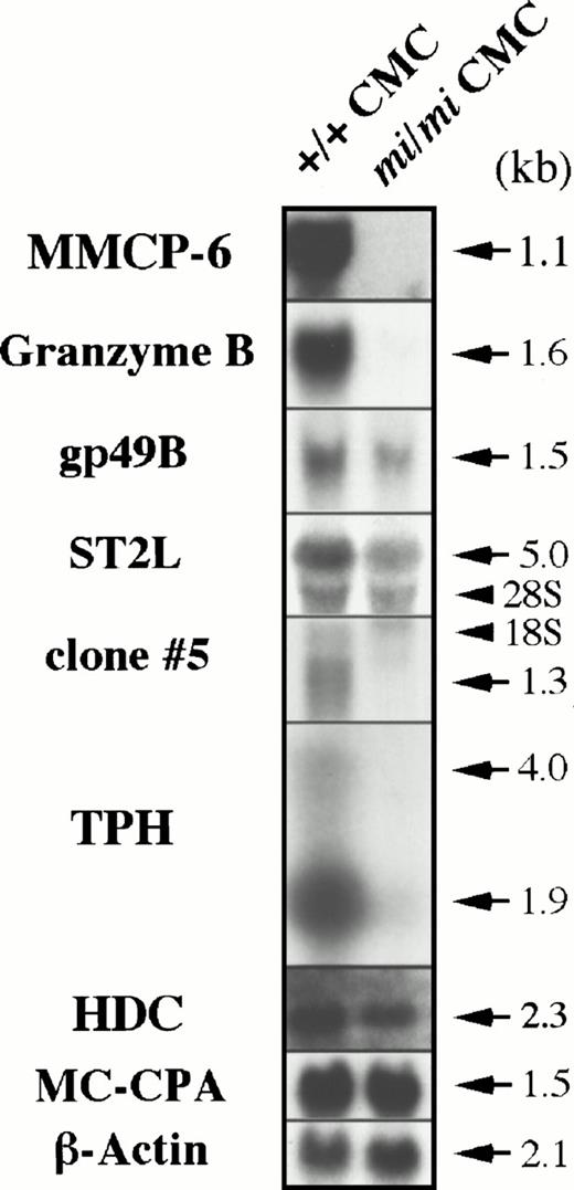 Fig. 3. Expression of the Gr B, gp49B, ST2L, TPH, and HDC genes in +/+ and mi/mi CMCs. Five micrograms of total RNA prepared from +/+ or mi/mi CMCs was loaded in each lane and fixed onto nylon membranes by capillary action. The membranes were hybridized with specific DNA probes. To prepare the Gr B, gp49B, ST2L, TPH probes, the cDNA inserts of clones no. 11, 232, 239, and 382 were used. Expression of MMCP-6 and MC-CPA mRNA were shown as controls. Arrows indicate the specific signals which are accompanied by their molecular size. Arrowheads indicate the position of 18S and 28S in each panel. Reprobing with the β-actin probe allowed verification that an equal amount of mRNA was loaded per lane.