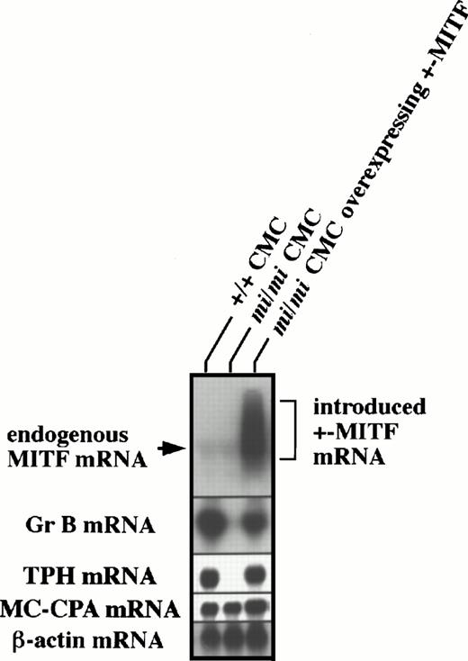 Fig. 4. Recovery of Gr B and TPH expression after the introduction of +-MITF cDNA into mi/mi CMCs. Five micrograms of total RNA from +/+ CMCs, mi/mi CMCs, and mi/miCMCs overexpressing +-MITF were fractionated on 1% agarose gels and subjected to hybridization with the MITF, Gr B, and TPH probes. The +-MITF cDNA introduced into mi/mi CMCs appeared to be transcribed abundantly. Reprobing with the β-actin and MC-CPA probes showed that equal loading had been achieved.