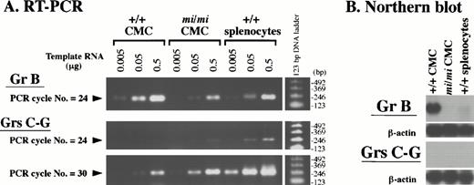 Fig. 5. Expression profile of the Gr B gene and the other Grs of the murine Gr B locus in +/+ and mi/mi CMCs. (A) Serially diluted total RNA (0.5, 0.05, and 0.005 μg) from +/+ andmi/mi CMCs, and splenocytes of +/+ mice were reverse-transcribed and PCR-amplified with the Gr B–specific (uppermost panel) or Gr C-G–specific (lower two panels) primers. The PCR was stopped after the indicated number of cycles, loaded on 2% agarose gels, and stained with ethidium bromide. As a positive control, +/+ splenocytes were used after PWM-stimulation. Molecular size standards are shown on the right. (B) Five micrograms of total RNA from +/+ and mi/mi CMCs, and +/+ splenocytes stimulated with PWM were fractionated on 1% agarose gels and fixed onto nylon membranes. The PCR-amplified DNA fragment seen in (A) was used as a probe to detect the Gr B–specific (upper panel) and the Gr C-G–specific (lower panel) transcripts. Reprobing with the β-actin probe showed that equal loading had been achieved.