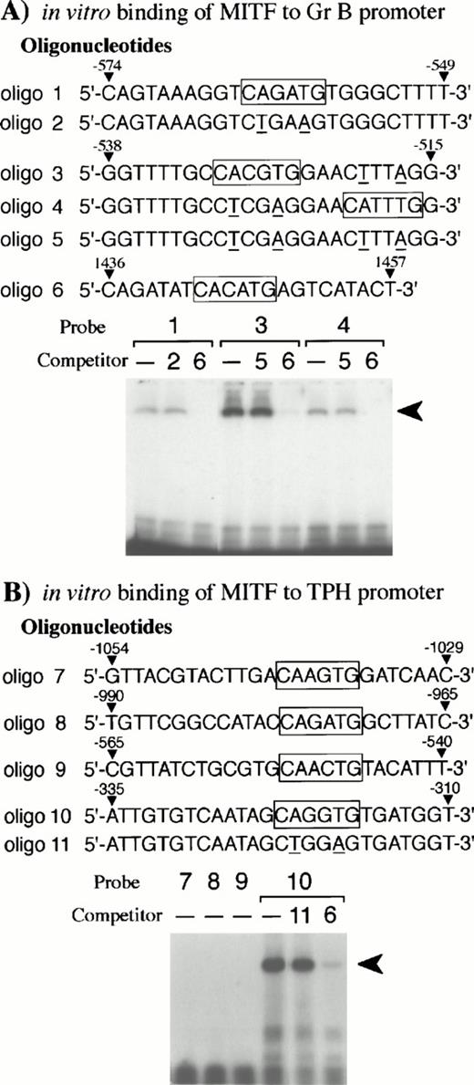 Fig. 6. EGMSA using GST-+-MITF fusion protein. (A) Six kinds of oligonucleotides (oligo 1 to 6) were synthesized: oligo 1 to 5 were derived from the Gr B gene promoter and oligo 6 from the gp49B gene promoter.50 In vitro binding of oligo 6 to +-MITF was confirmed in the other experiment (data not shown). CANNTG motifs are boxed and the mutations introduced into the motifs are shown by underlines. The labeled oligonucleotide containing the CAGATG motif (oligo 1), the CACGTG motif (oligo 3), or the CATTTG motif (oligo 4) was used as a probe. The probes were incubated with purified GST-+-MITF fusion protein in the presence or absence of unlabeled oligonucleotide competitors. To compete the in vitro binding between the three CANNTG motifs (oligo 1, 3, and 4) and GST-MITF fusion protein, excess amount of unlabeled oligo 2, oligo 5, or oligo 6 was added. The arrowhead indicates the complex obtained with the labeled oligonucleotides and GST-MITF fusion protein. (B) Five kinds of oligonucleotides (oligo 7 to 11) were synthesized based on the promoter sequence of the TPH gene. The labeled oligonucleotide containing the CAAGTG motif (oligo 7), the CAGATG motif (oligo 8), the CAACTG motif (oligo 9), or the CAGGTG motif (oligo 10) was used as a probe. Competition for the binding of GST-+-MITF to the labeled oligo 10 was also examined. The excess amount of a nonlabeled oligo 6 or an oligonucleotide mutated at the CAGGTG motif (to CTGGAG, oligo 11) was added.