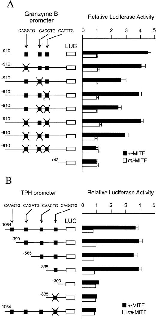 Fig. 7. (A) The effect of coexpression of +-MITF ormi-MITF cDNA on the luciferase activity under the control of the normal or mutated Gr B promoter. Three square black boxes represent CANNTG motifs between nt −910 and +42. The boxes with X have mutated motifs: CAGATG (nt −563 to −558) motif is mutated to CTGAAG, CACGTG (nt −530 to −525) to CTCGAG, CATTTG (nt −521 to −516) to CTTTTG. The open and filled bars represent the mean ± SE of the relative luciferase activities obtained by three independent experiments. (B) The effect of coexpression of +-MITF ormi-MITF cDNA on the luciferase activity under the control of the normal, deleted, or mutated TPH promoter. Four square black boxes represent CANNTG motifs between nt −1054 and +86. The boxes with X have a mutated motif: CAGGTG (nt −322 to −317) to CTGGAG. The data represent the mean ± SE of three experiments. In some cases, the SE was too small to be shown by the bars.