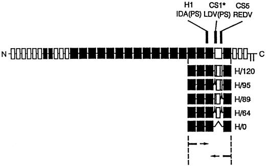 Fig. 1. Diagram of recombinant proteins containing the five different splice variants of the HepII/IIICS region obtained by RT-PCR expression cloning. The 3′ primer was complementary to the end of the 15th type III repeat and the 5′ primer to the start of the 12th type III repeat of human fibronectin. The full-length fibronectin subunit is shown together with the alternatively spliced IIICS region, which is represented as the open box. The numbers assigned to the H variants refer to the number of amino acids in the IIICS. The locations of the three recognition sequences for α4β1, HI, CSI, and CS5, are indicated. Note that H120 contains all three sites and H0 contains HI alone.