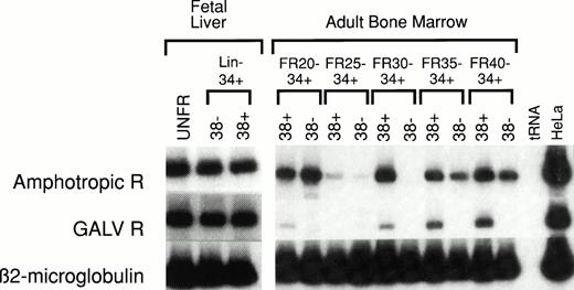 Fig. 2. RT-PCR analysis of amphotropic retrovirus receptor (Amphotropic R) and Gibbon Ape Leukemia Virus receptor (GALV R) mRNA levels in human fetal liver and adult BM. RNA was extracted from unfractionated (UNFR), HSC-enriched Lin−CD34+ CD38−, and progenitor-enriched Lin− CD34+ CD38+ fetal liver and adult BM cells. The levels of Amphotropic R (upper bands) and GALV R mRNA (middle bands) were quantified based on the level of β2-microglobulin mRNA (lower bands) in the same sample. These values were then compared with the levels of Amphotropic R or GALV R mRNA in HeLa cells (right column) and compared with the mRNA levels in unfractionated control BM (see Table 2). Adult human BM cells were fractionated by CCE at flow rates (FR) of 20, 25, 30, 35, and 40 mL/min (FR20 to FR40). Samples from five separate experiments were analyzed (see Table 2).