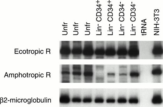 Fig. 4. RT-PCR analysis of ecotropic retrovirus receptor (Ecotropic R; top panel) and amphotropic retrovirus receptor (Amphotropic R; middle panel) mRNA levels in mouse 9.5-day yolk sac cells. Receptor mRNA levels are shown for two or three separate samples of RNA isolated from unfractionated (Unfr) yolk sac and sorted Lin− CD34+ and Lin−CD34− yolk sac cells. The levels of mRNA encoding Ecotropic R and Amphotropic R can be estimated based on the level of β2-microglobulin mRNA (lower bands) in the same sample. The levels of Ecotropic R and Amphotropic R mRNA in NIH-3T3 cells are also seen (right column).
