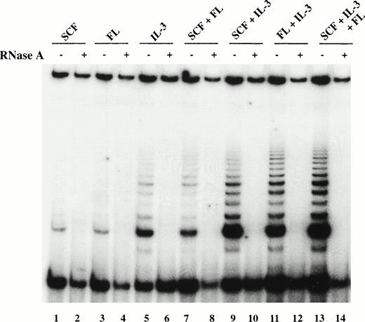 Fig. 2. Telomerase activity in candidate HSC after 5 days of culture. TRAP products using CHAPS extracts of total viable cells derived by culturing purified candidate HSC from BM4 for 5 days in SCF (lanes 1 and 2), FL (lanes 3 and 4), IL-3 (lanes 5 and 6), SCF + FL (lanes 7 and 8), SCF + IL-3 (lanes 9 and 10), FL + IL-3 (lanes 11 and 12), and SCF + FL +. / IL-3 (lanes 13 and 14). TRAP products were resolved on a 15% polyacrylamide gel, dried, and exposed to film for 48 hours. The intensity of the signals was analyzed by a densitometer using ImageQuant program and normalized to that of the internal control. Cellular extracts from BM1 and BM3 yielded similar results.