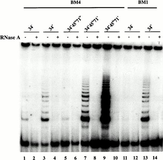 Fig. 4. Telomerase activity in subpopulations of cells present after 5 days in cultures of purified candidate HSC from adult marrow. See also Fig 3G. (A) CHAPS extracts from BM4-derived cells (lanes 1 to 10): CD34− fraction (lanes 1 and 2), CD34+fraction (lanes 3 and 4), CD34+CD45RAloCD71lo fraction (lanes 5 and 6), CD34+CD45RAloCD71hi fraction (lanes 7 and 8), and CD34+CD45RAhiCD71hi cells and (lanes 9 and 10); CHAPS extracts from BM1-derived cells (lanes 11 to 14): CD34− fraction (lanes 11 and 12) and CD34+ fraction (lanes 13 and 14). All extracts were generated from 1,000 cells.
