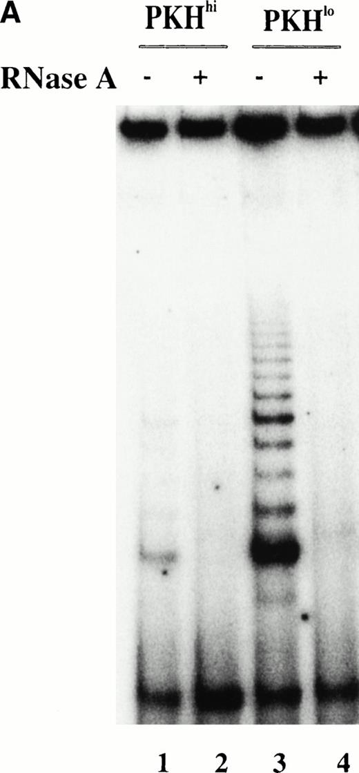 Fig. 5. PKH26 staining of purified candidate HSC before and after culture in SCF + IL-3 + FL. (A) PKH26 was incorporated into the lipid bilayer of purified candidate HSC at day 0. On day 8, PKH26 intensity was analyzed again and cells were sorted into PKHlo (gate1) and PKHhigh fractions (gate2) for TRAP. The cells in the PKHlo fraction have undergone several rounds of division, resulting in diminished dye fluorescence. (B) Telomerase activity in PKHhi and PKHlocells. PKHhi and PKHlo cells were sorted from BM1 after 8 days of culturing SCC in SCF + FL + IL-3. TRAP assay was performed on CHAPS extracts equivalent to 1,000 cells in the absence (−) and presence (+) of RNase A.