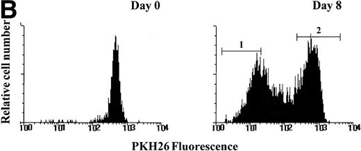 Fig. 5. PKH26 staining of purified candidate HSC before and after culture in SCF + IL-3 + FL. (A) PKH26 was incorporated into the lipid bilayer of purified candidate HSC at day 0. On day 8, PKH26 intensity was analyzed again and cells were sorted into PKHlo (gate1) and PKHhigh fractions (gate2) for TRAP. The cells in the PKHlo fraction have undergone several rounds of division, resulting in diminished dye fluorescence. (B) Telomerase activity in PKHhi and PKHlocells. PKHhi and PKHlo cells were sorted from BM1 after 8 days of culturing SCC in SCF + FL + IL-3. TRAP assay was performed on CHAPS extracts equivalent to 1,000 cells in the absence (−) and presence (+) of RNase A.