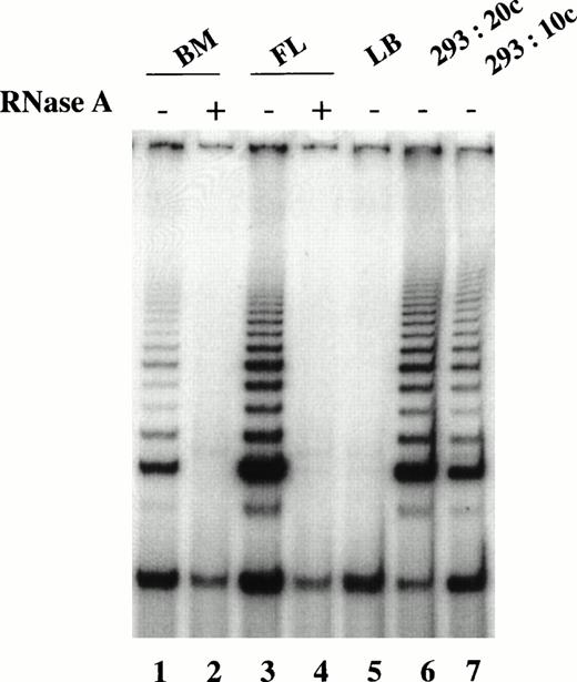 Fig. 6. Comparison of telomerase activity in freshly isolated CD34+CD38− cells from fetal liver and adult marrow. TRAP assay performed on CHAPS extracts equivalent to 1,000 cells in the absence (−) and presence (+) of RNase A. CD34+CD38− cells from adult marrow (lanes 1 and 2) and fetal liver (lanes 3 and 4). Lysis buffer (LB) served as the negative control (lane 5), whereas 293 cells at the equivalent of 20 cells (lane 6) and 10 cells (lane 7) served as the positive controls.